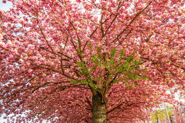 10 JAPANESE FLOWERING CHERRY Tree Oriental Prunus Serrulata Flower Seeds